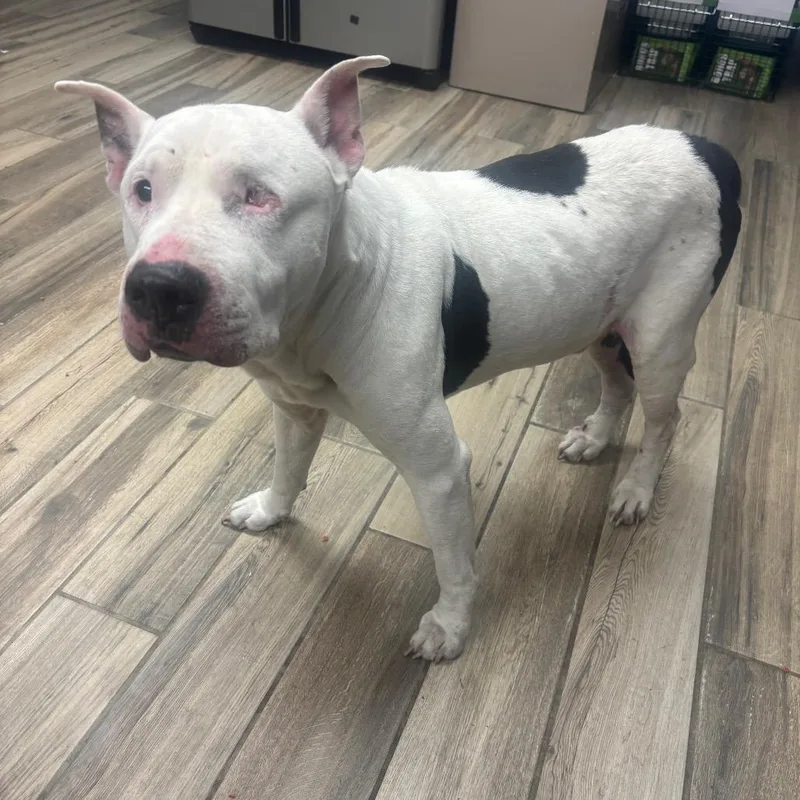 An adult large-sized male White / Cream Mixed Breed dog named Goomer for adoption in Henderson, KY
