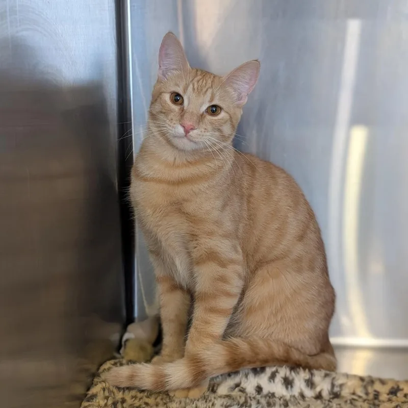 A young small-sized male Domestic Short Hair cat named SHSStray Mish Mish for adoption in Spokane, WA