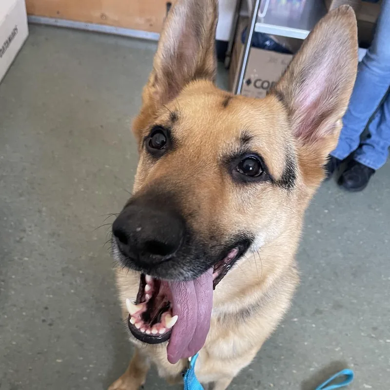 An adult large-sized male Brown / Chocolate German Shepherd Dog dog named Beau for adoption in Clearwater, FL