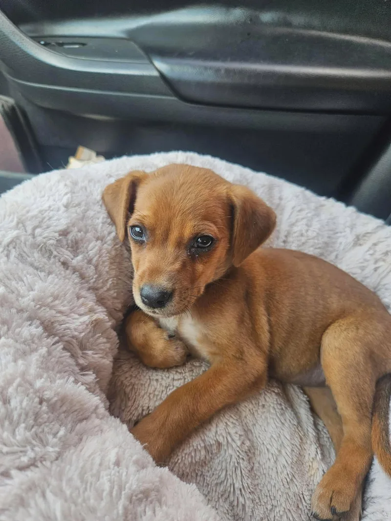 A baby small-sized female Red / Chestnut / Orange Chihuahua dog named Emma for adoption in Paramus, NJ