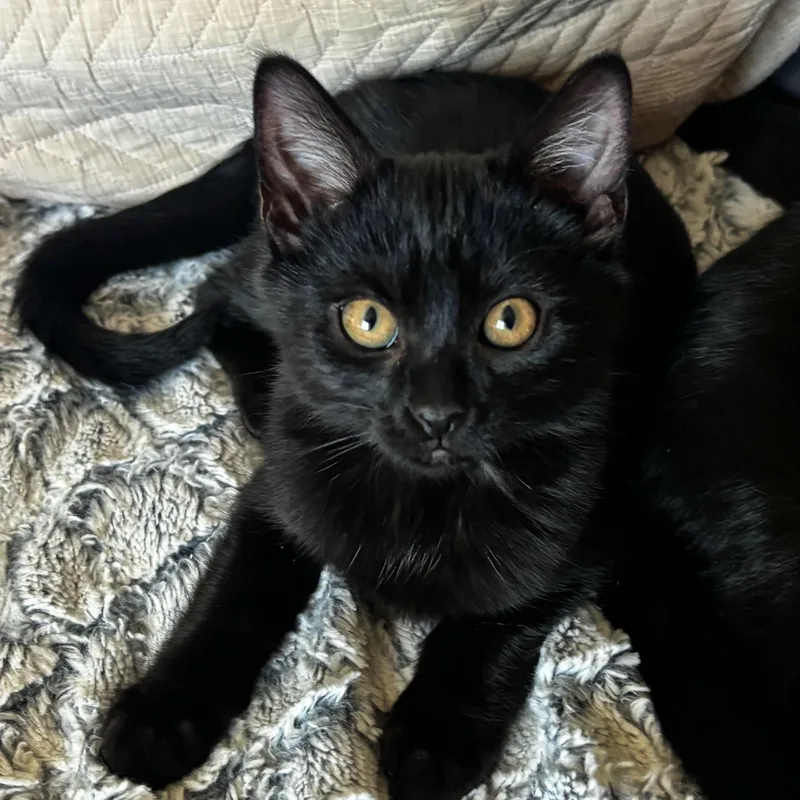 A baby small-sized female Black Domestic Medium Hair cat named Magic Richards for adoption in Morrison, CO