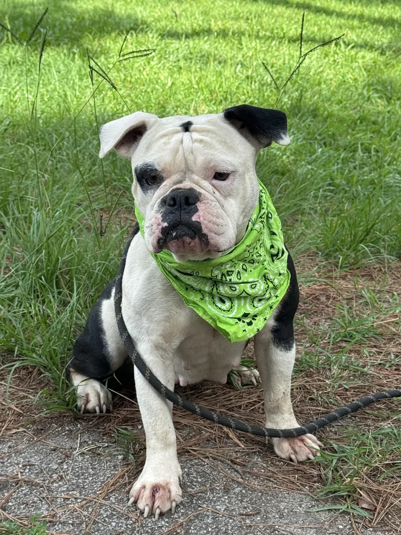 An adult medium-sized female Black English Bulldog dog named Libby for adoption in Sumter, SC