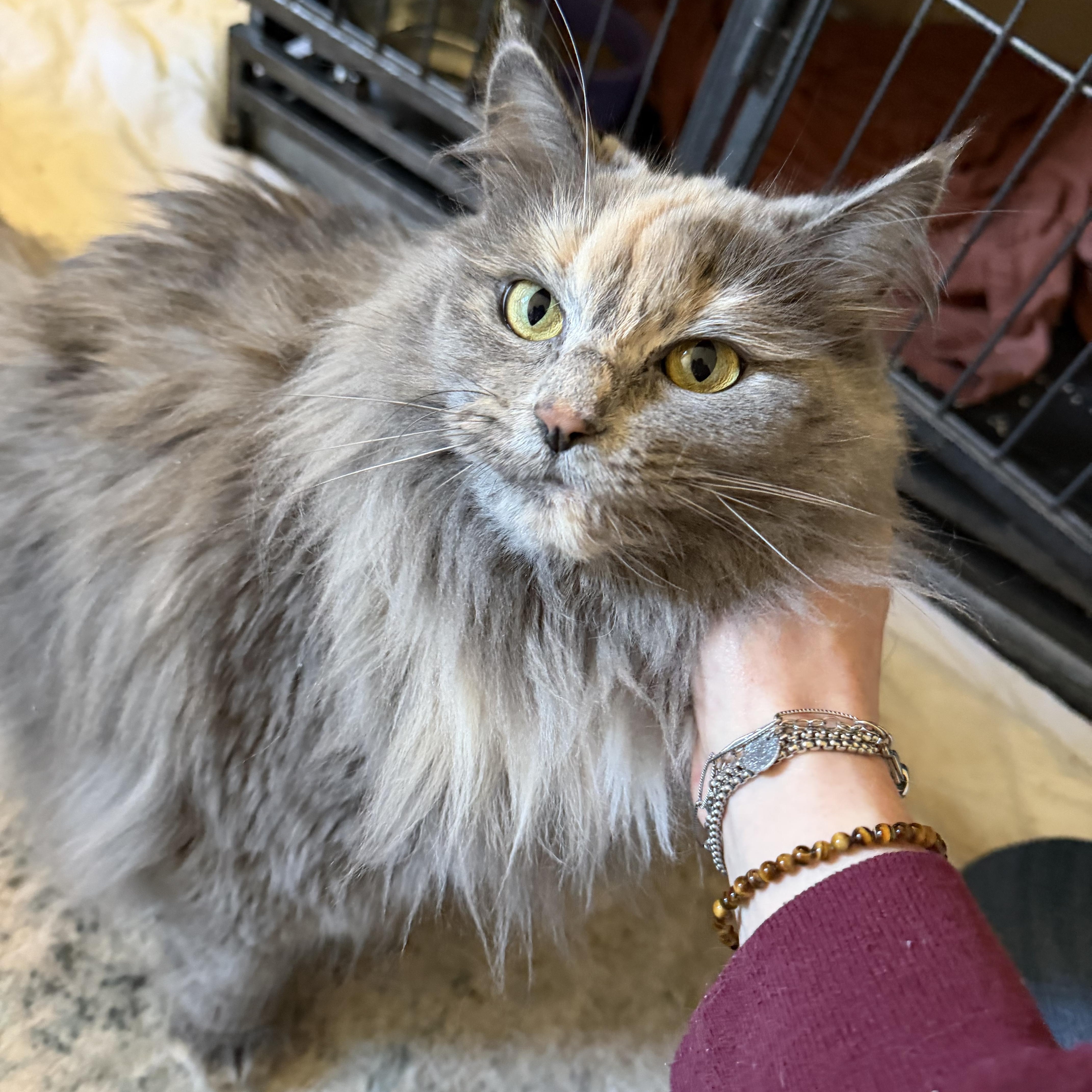 Cranberry thumbnail 2