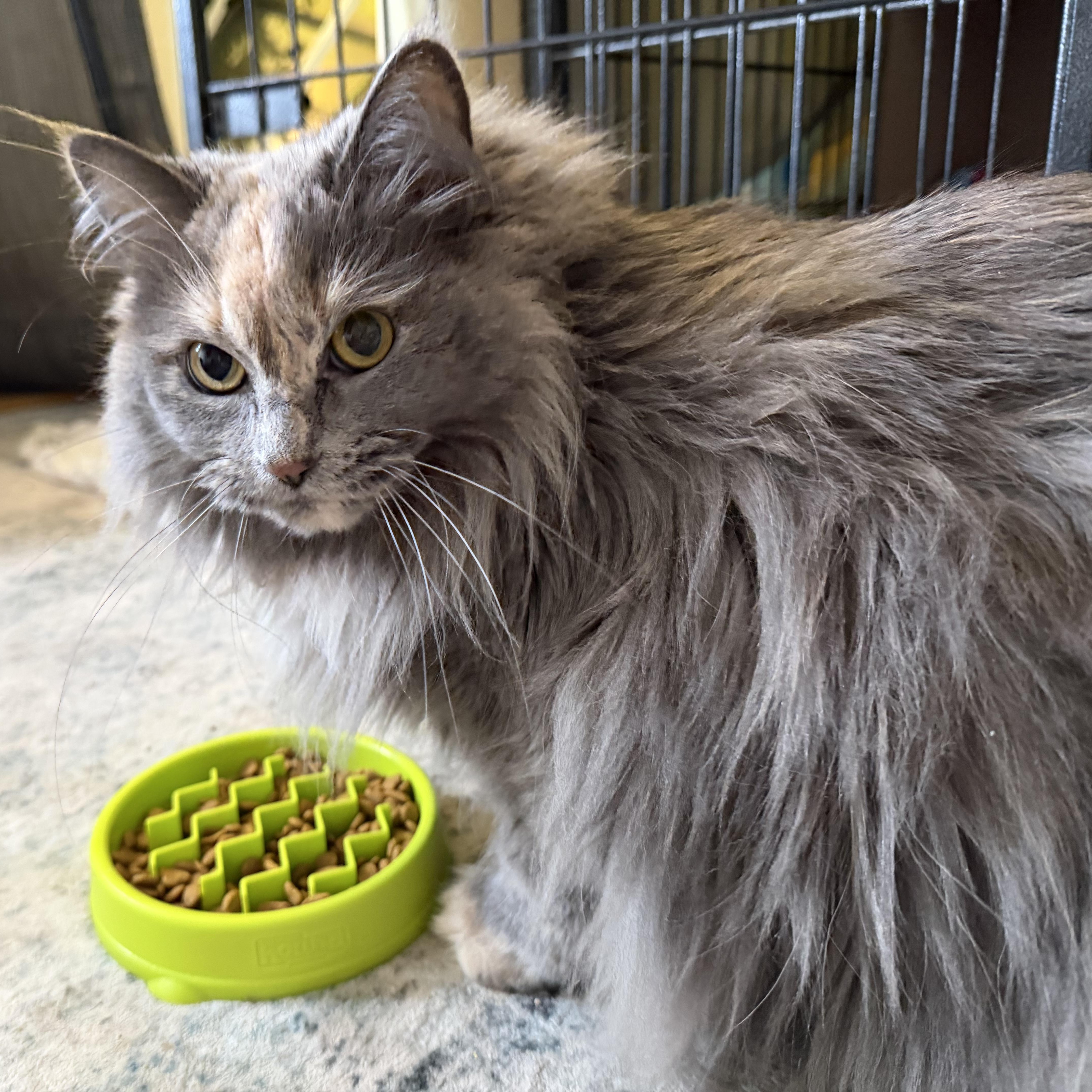 Cranberry thumbnail 4