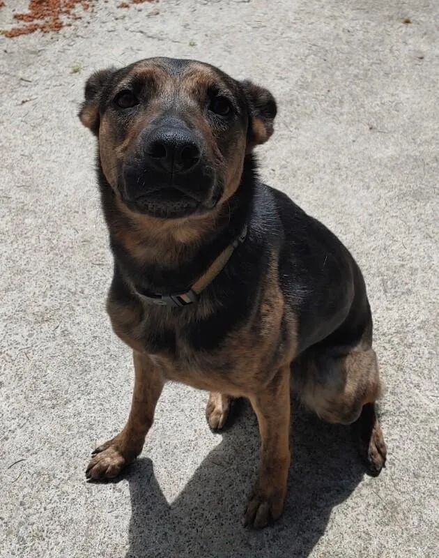 An adult medium-sized female Black German Shepherd Dog dog named Pearla for adoption