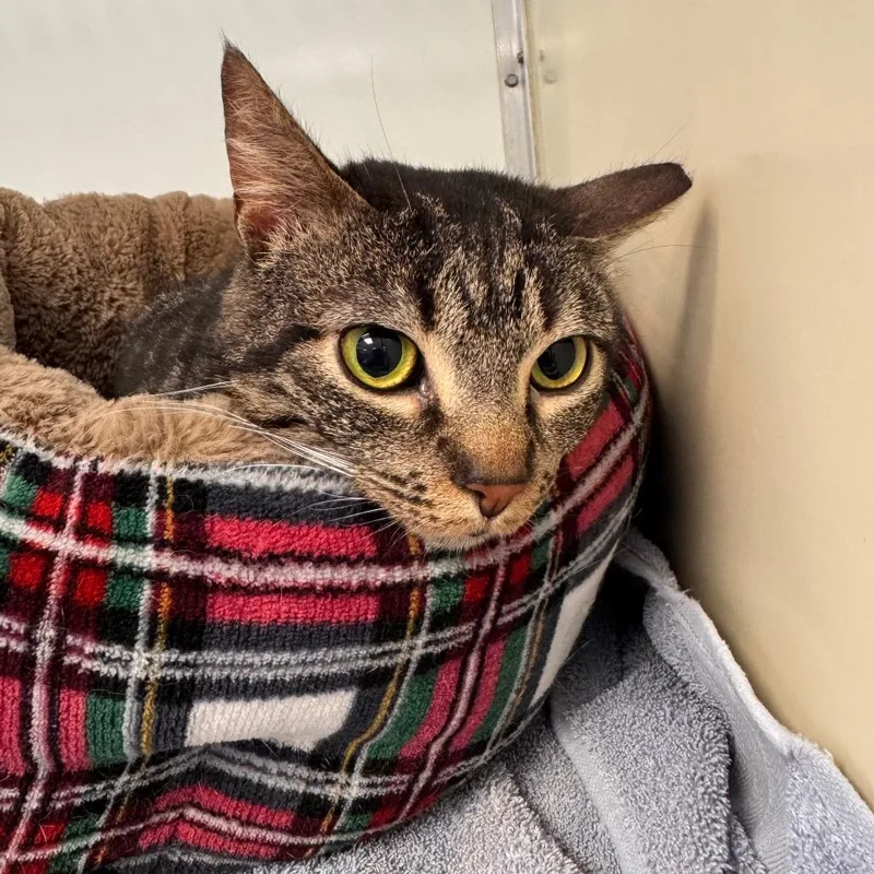 An adult medium-sized female Brown / Chocolate Domestic Short Hair cat named Shadowpatch for adoption in Birdsboro, PA