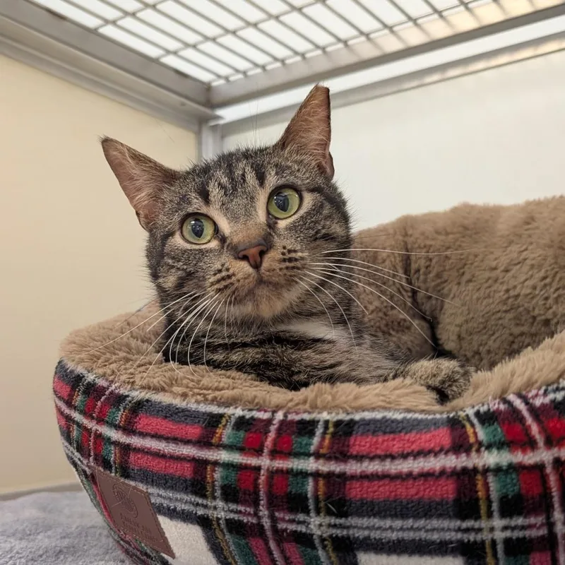 Shadowpatch thumbnail 2