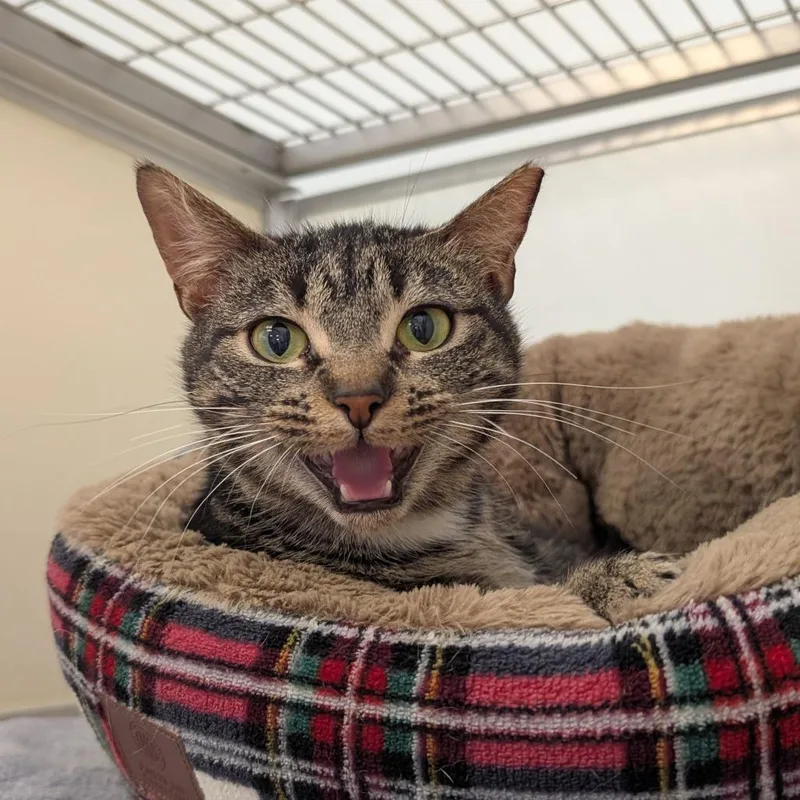 Shadowpatch thumbnail 3