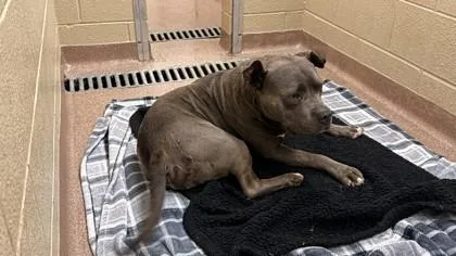 An adult medium-sized male Pit Bull Terrier dog named Boris for adoption in Balch Springs, TX