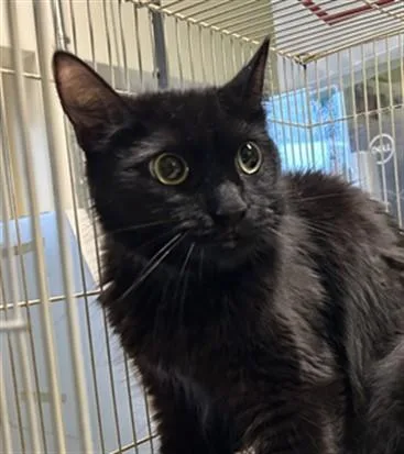 A young medium-sized female Domestic Medium Hair cat named Luna for adoption in Los Angeles, CA