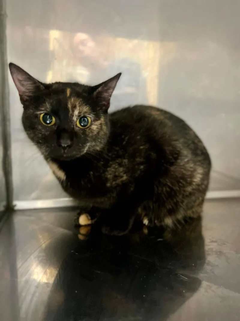 An adult medium-sized female Calico Domestic Short Hair cat named Serious for adoption in Fort Payne, AL