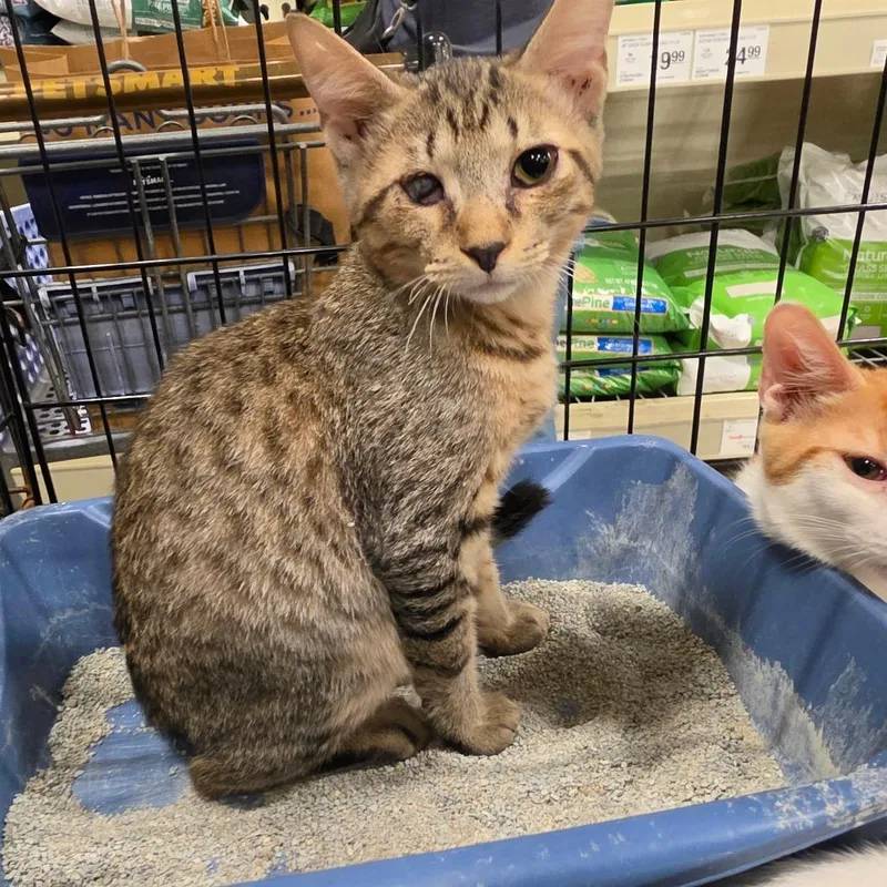 A baby small-sized male Brown / Chocolate Domestic Short Hair cat named Otto for adoption in Melrose, FL