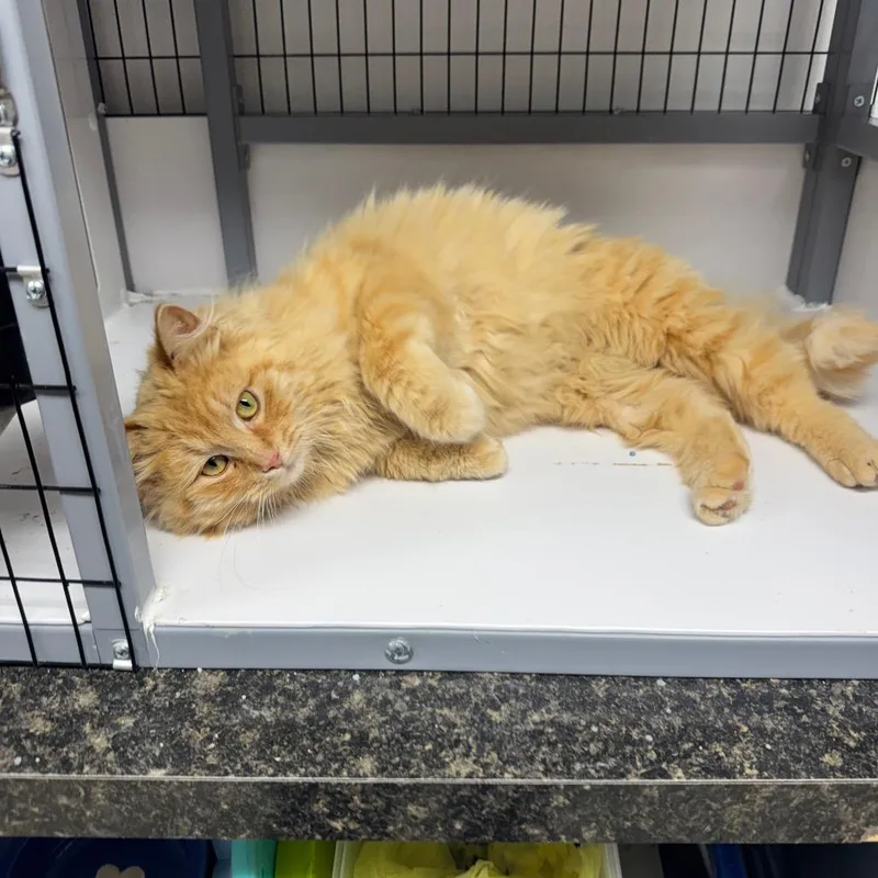 An adult small-sized male Buff / Tan / Fawn Domestic Long Hair cat named Ducky for adoption in Shelbyville, IL