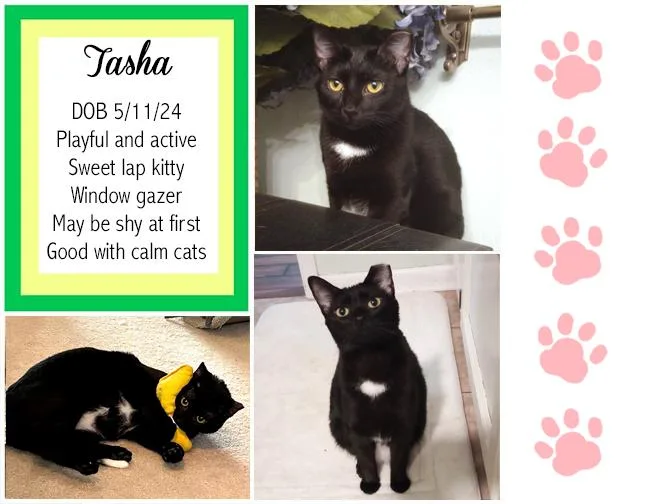 An adult medium-sized female Domestic Short Hair cat named Tasha for adoption in Longview, TX