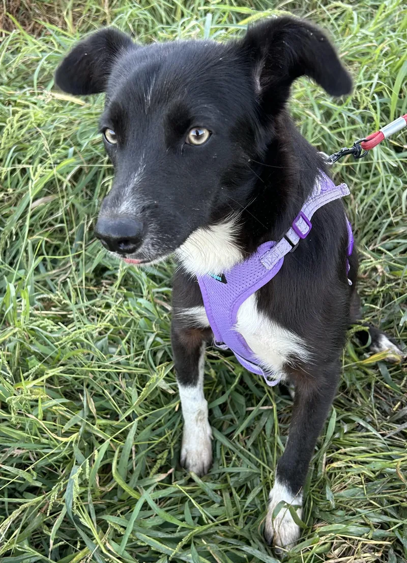 A young small-sized female Black Border Collie dog named Alice for adoption in Bell Gardens, CA