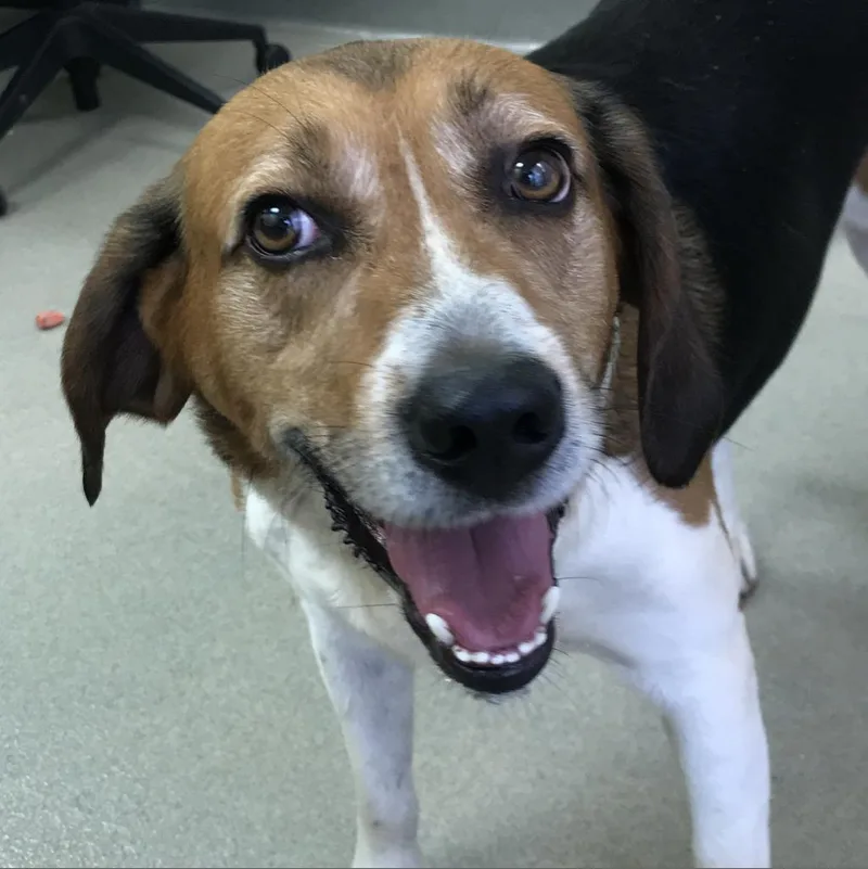 A senior medium-sized male Brown / Chocolate Hound dog named Highway for adoption in Roanoke, VA