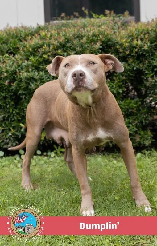 An adult large-sized female Yellow / Tan / Blond / Fawn Pit Bull Terrier dog named Dumplin' for adoption in Mobile, AL