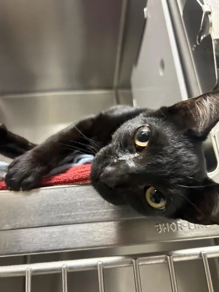 A young medium-sized male Domestic Short Hair cat named Quilt for adoption in Portland, OR