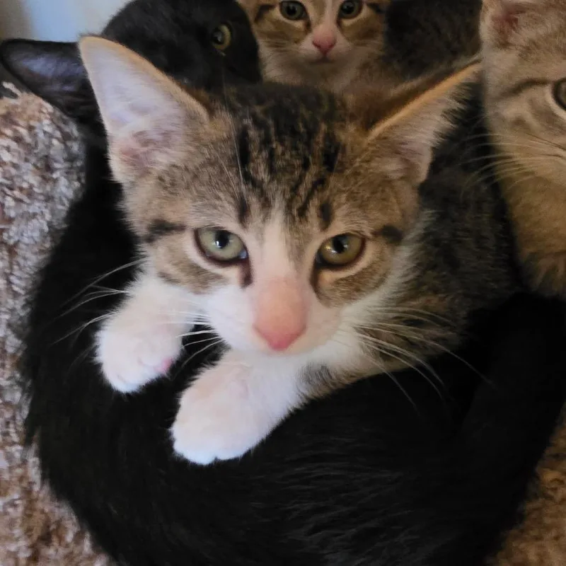 A baby small-sized male Brown / Chocolate Domestic Short Hair cat named Waffles for adoption in La Grange, KY