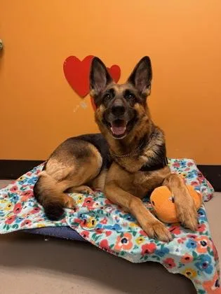 A senior large-sized female German Shepherd Dog dog named Ingrid for adoption in Bellingham, WA