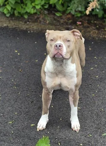 A young large-sized female Pit Bull Terrier dog named Melanie for adoption in Dayton, OH