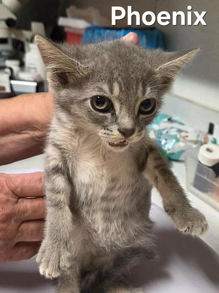 A baby small-sized male Domestic Short Hair cat named Phoenix for adoption in Rutherfordton, NC