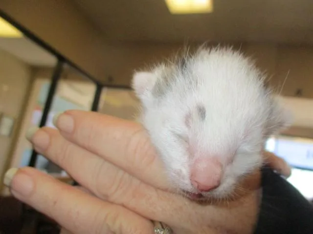 A baby small-sized female Domestic Short Hair cat named Two Spot for adoption in Ocala, FL