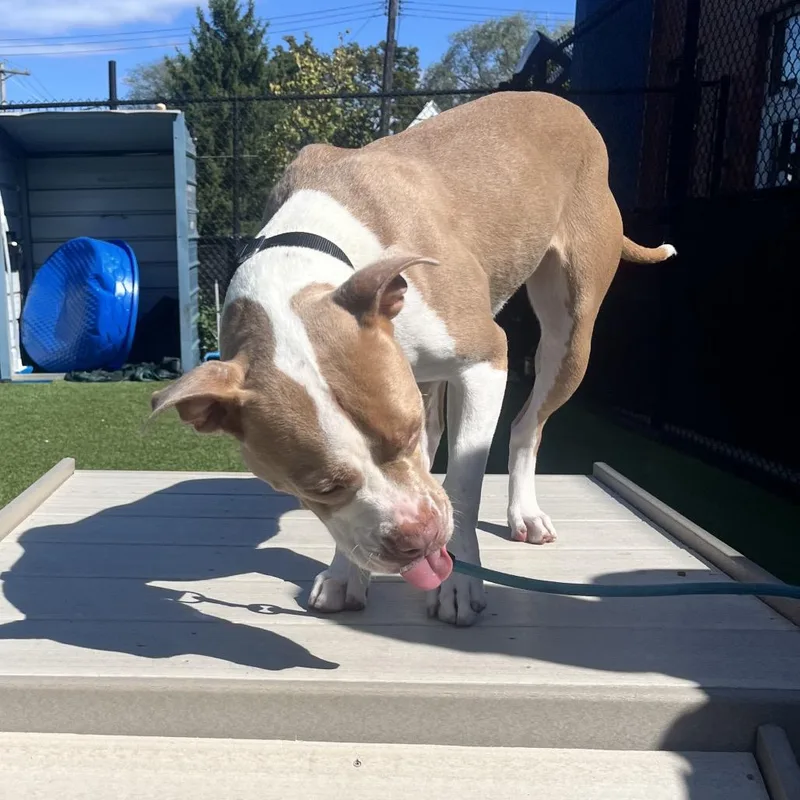 A young medium-sized female Yellow / Tan / Blond / Fawn Mixed Breed dog named Lychee for adoption in Pittsburgh, PA