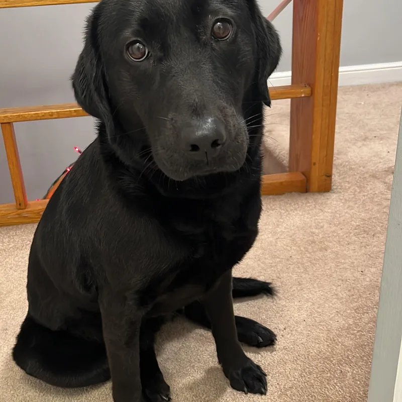 An adult medium-sized female Black Labrador Retriever dog named Lili for adoption in Bethlehem, PA