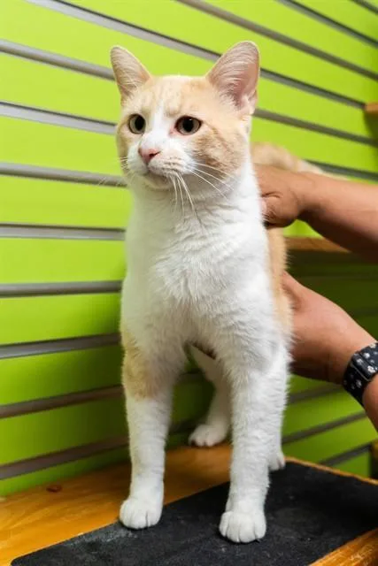 A young medium-sized male Domestic Short Hair cat named Duncan for adoption in Saint Peters, MO