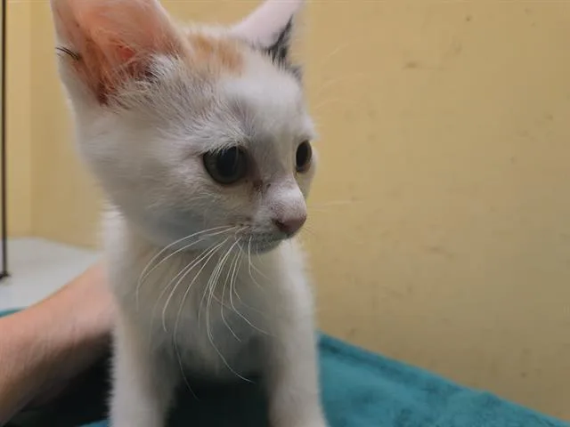 A baby small-sized female Domestic Short Hair cat named Brule for adoption in Tustin, CA