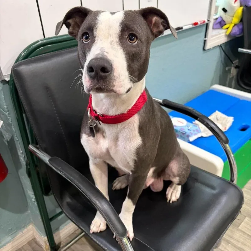 An adult medium-sized female American Staffordshire Terrier dog named Velma for adoption in Seminole, FL