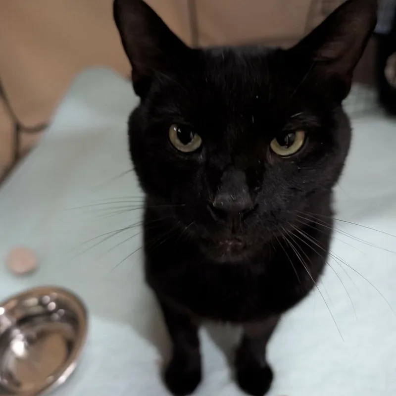 An adult large-sized male Black Domestic Short Hair cat named Augie for adoption in Griswold, CT