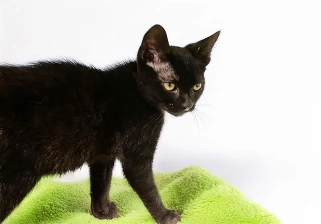 A baby medium-sized female Domestic Short Hair cat named Jay for adoption in Fort Lauderdale, FL