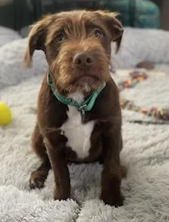 A young medium-sized female Labradoodle dog named Pip for adoption in Charlotte, NC