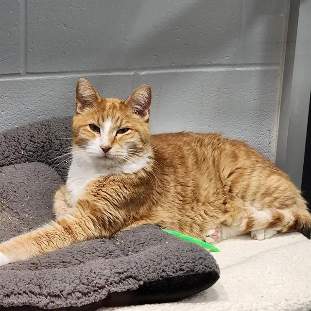 Garfield