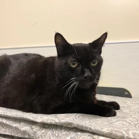 A senior large-sized male Black Domestic Short Hair cat named Oliver for adoption in Novelty, OH
