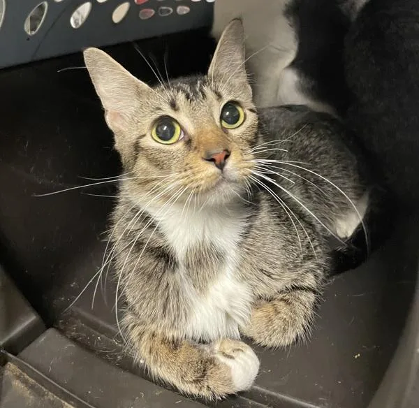 An adult medium-sized female Domestic Short Hair cat named Twix for adoption in Troutdale, OR