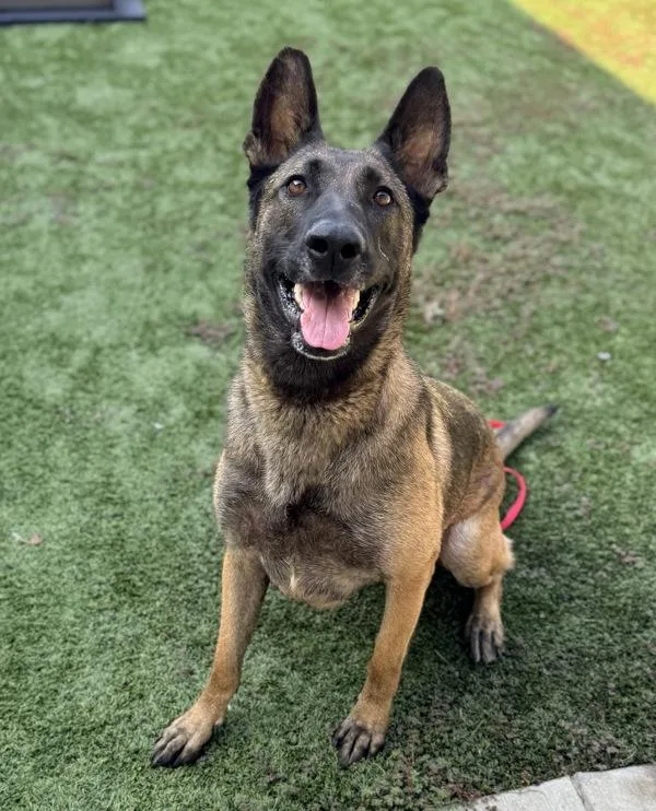 An adult large-sized female Belgian Shepherd / Malinois dog named Erica for adoption in Canton, GA