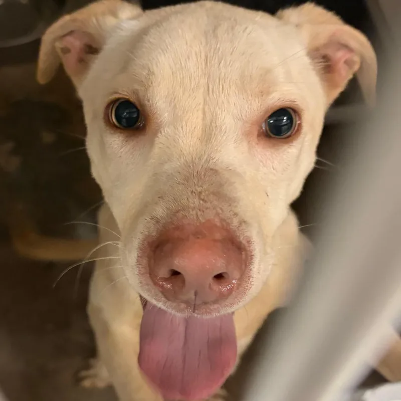 A young medium-sized male Yellow / Tan / Blond / Fawn Mixed Breed dog named Rickets for adoption in Lake Jackson, TX