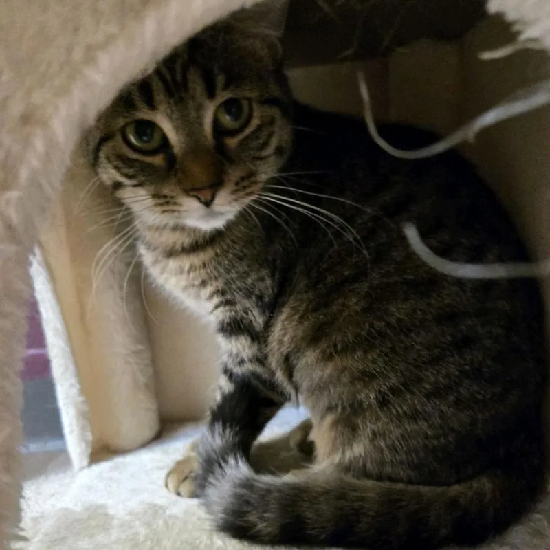 A young medium-sized female Brown / Chocolate Domestic Short Hair cat named Juliet for adoption in Branson, MO