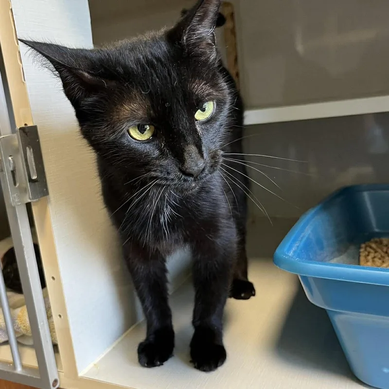 An adult medium-sized female Black Domestic Short Hair cat named Black Pearl for adoption in Shippenville, PA