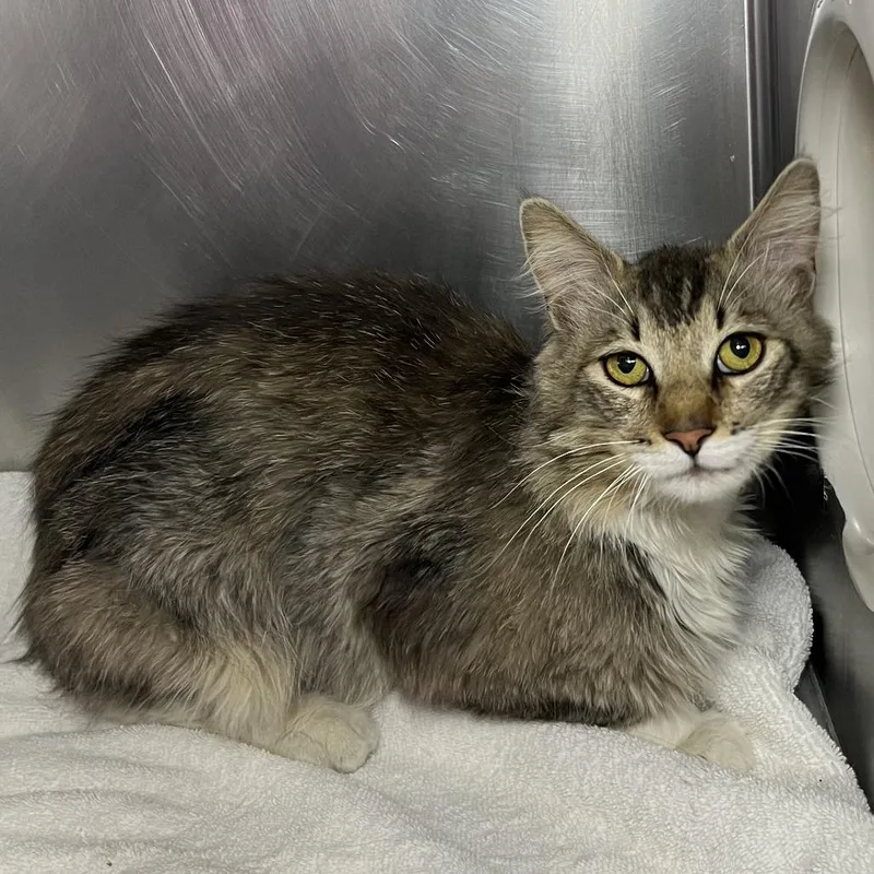 An adult large-sized male Brown / Chocolate Domestic Medium Hair cat named Bon Jovi for adoption in Palm Springs, CA