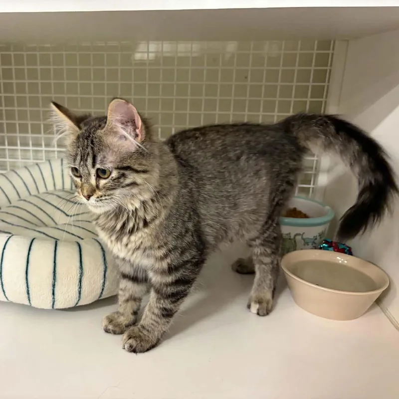 A baby small-sized female Brown / Chocolate Domestic Medium Hair cat named Centrifuge for adoption in St. Paul, MN