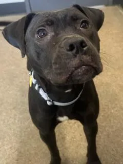 A young medium-sized female Black Pit Bull Terrier dog named Lilith for adoption in Cleveland, OH
