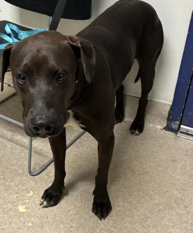 An adult large-sized male Pit Bull Terrier dog named Brody for adoption in Bakersfield, CA