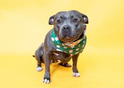 An adult large-sized female Mixed Breed dog named Butterball for adoption in North Miami Beach, FL