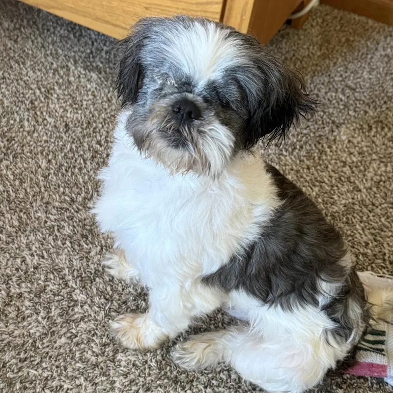 A senior small-sized male Black Shih Tzu dog named Ziggy for adoption in Madison, WI