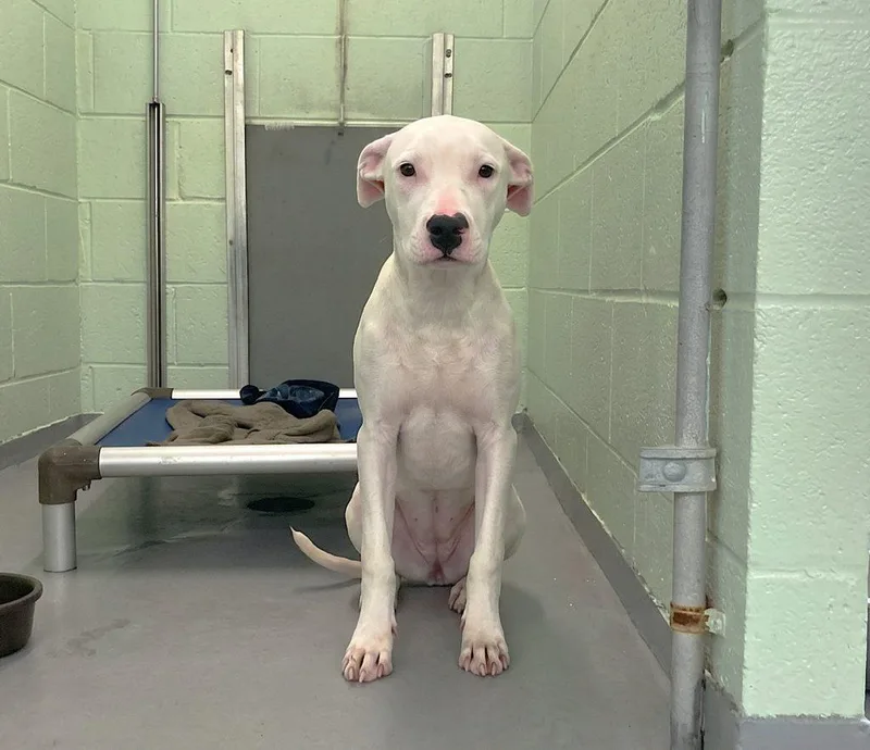 A baby medium-sized female Mixed Breed dog named Lady G for adoption in Durham, NC