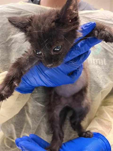 A baby small-sized female Domestic Short Hair cat named Maple for adoption in Las Vegas, NV